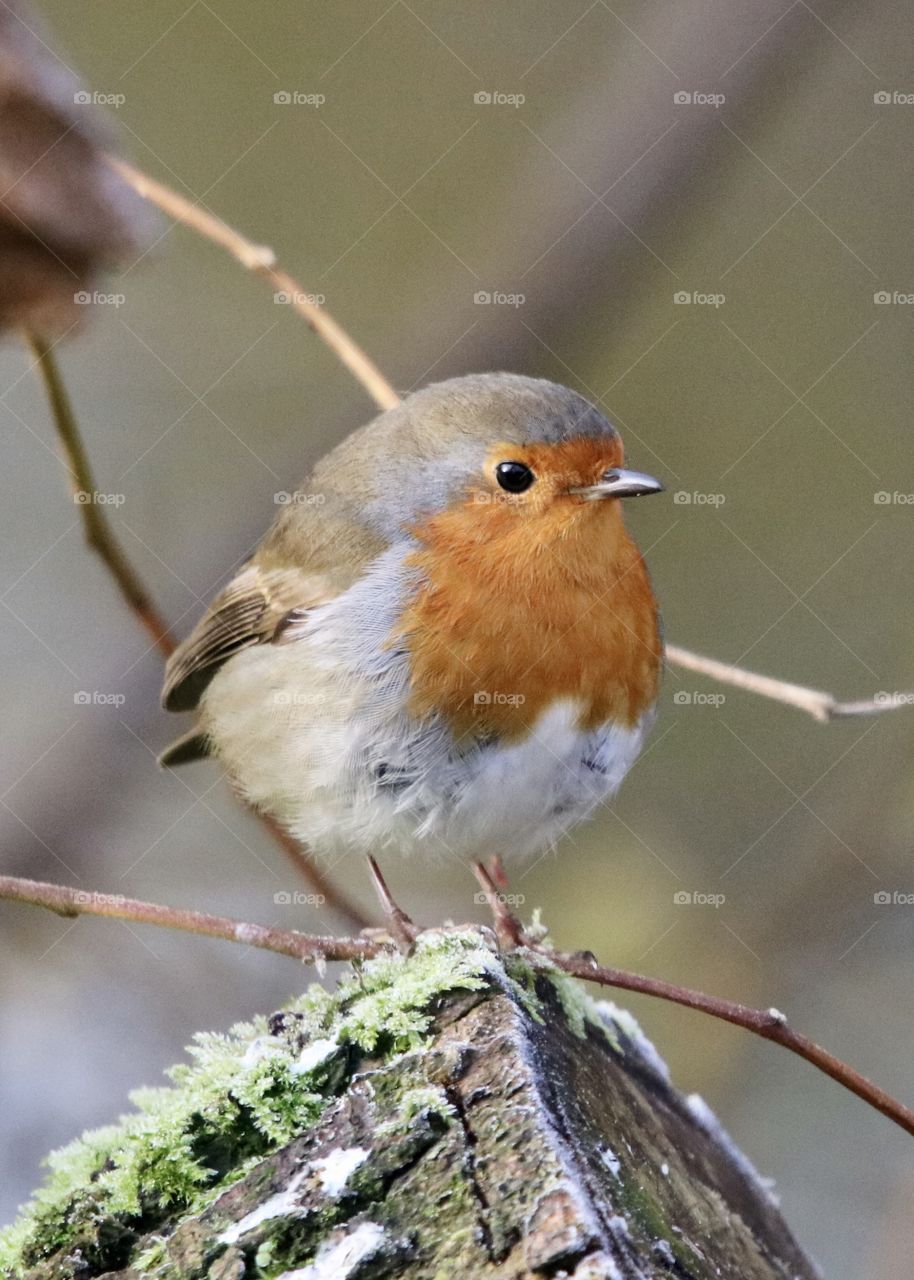 Robin