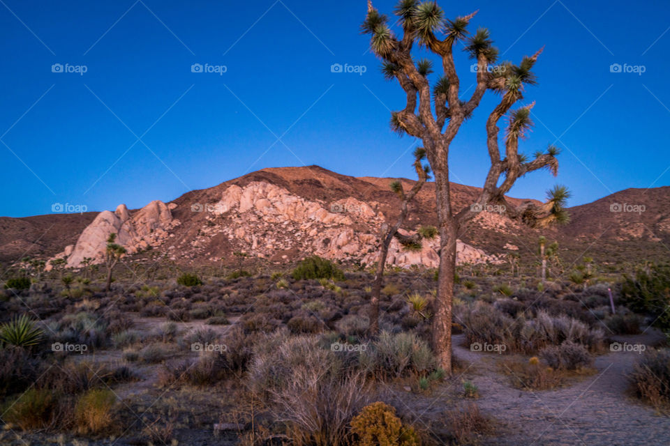 Joshua Tree National Park