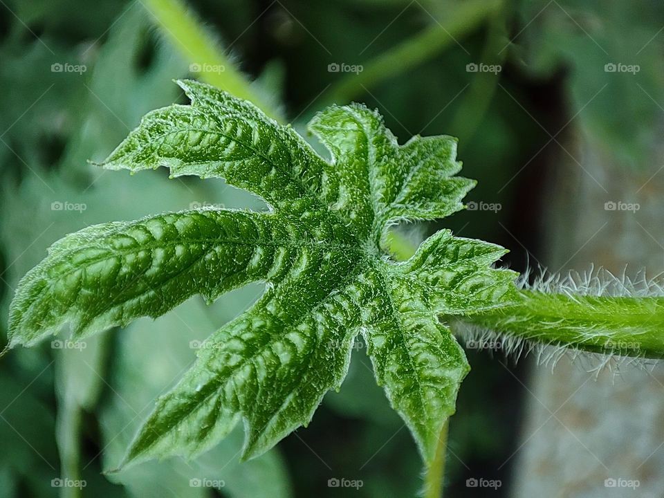 Macro image of a bitter guard leaf
