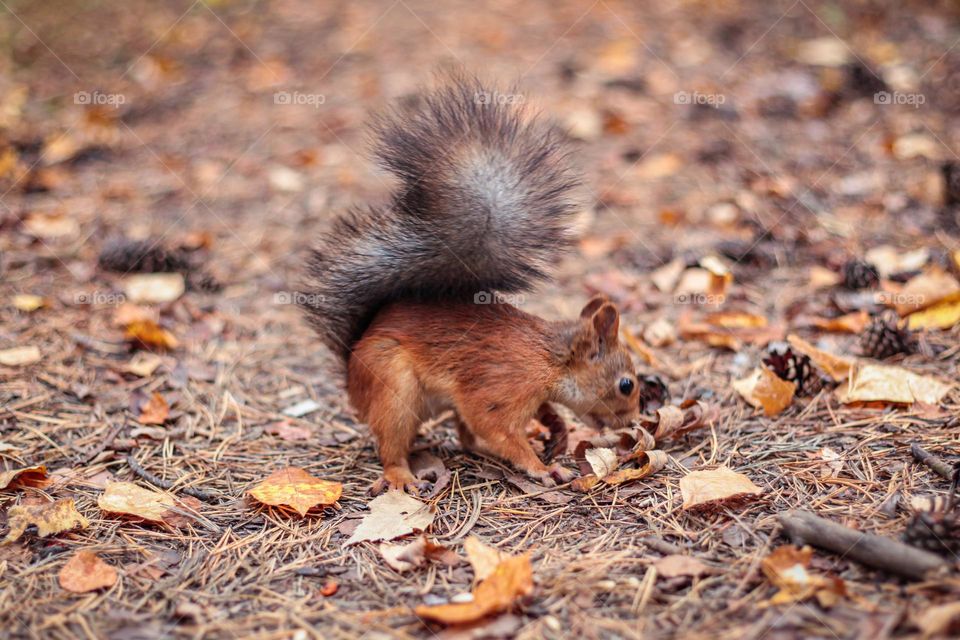 Charming squirrel