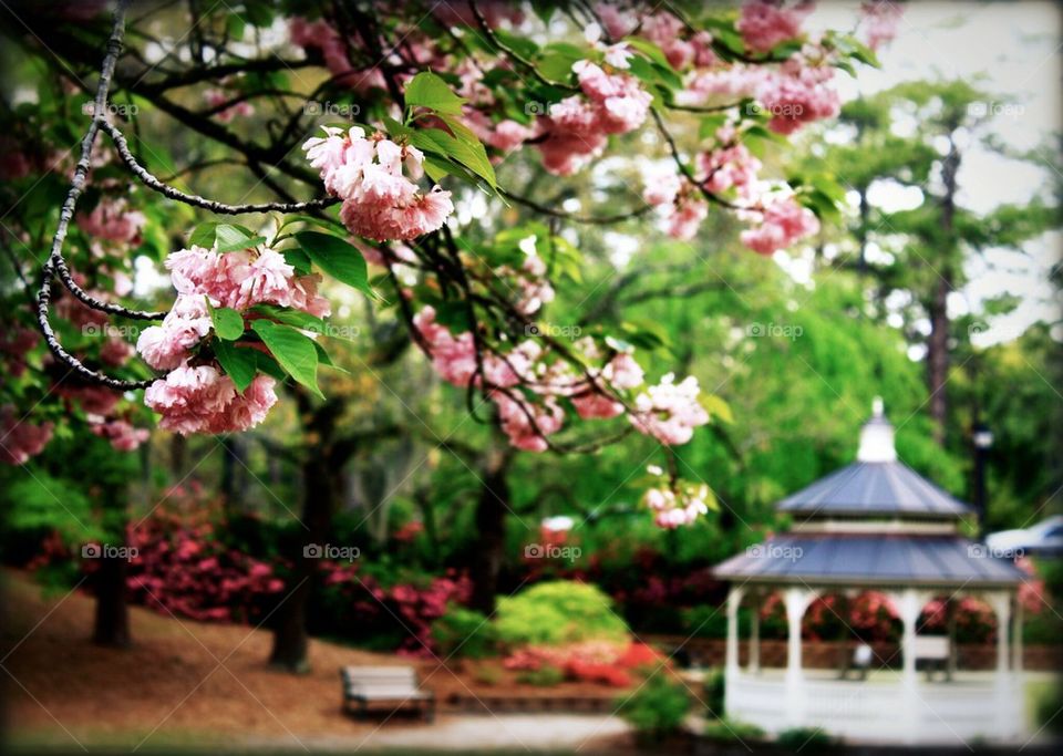 Pink Flowers in a Park
