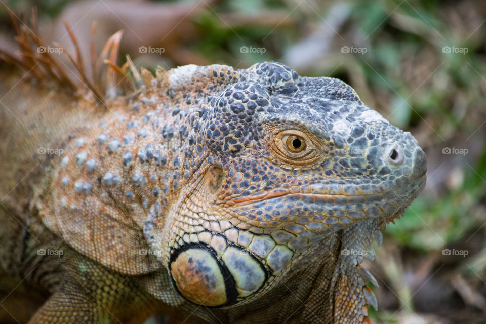 iguana head close up