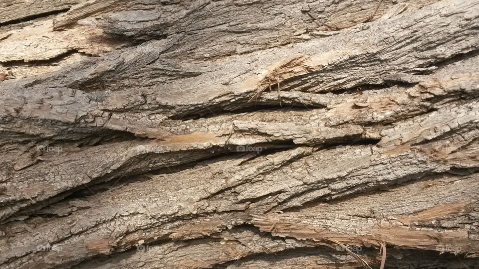Bark