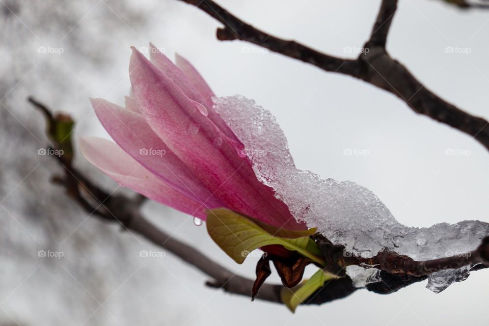 A magnolia flower during snowing in the spring