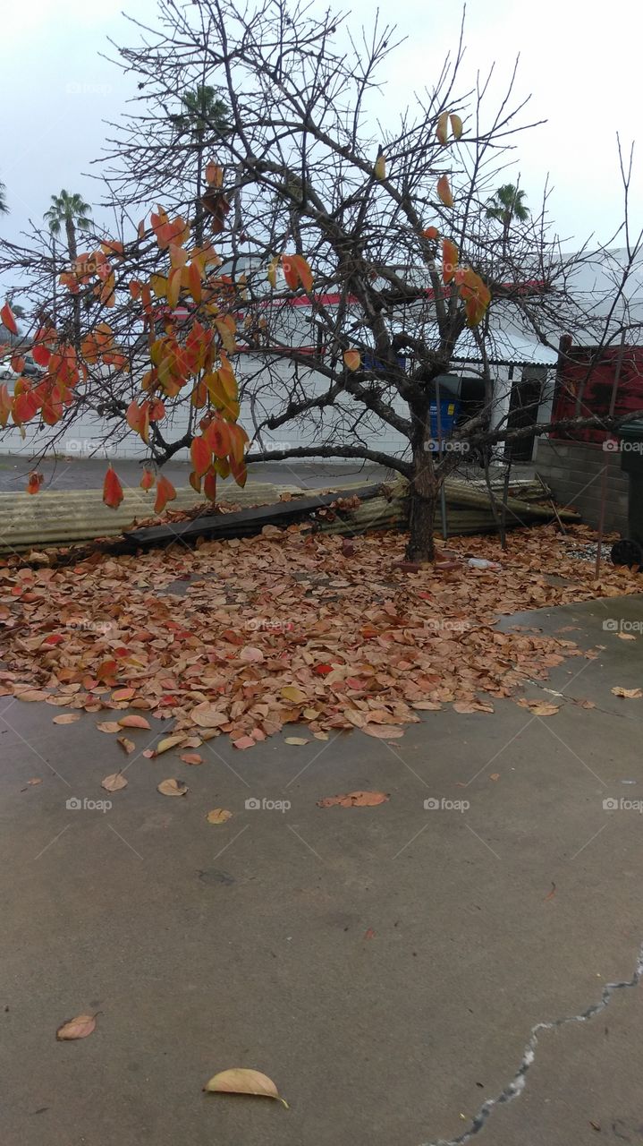 tree losing its leaves