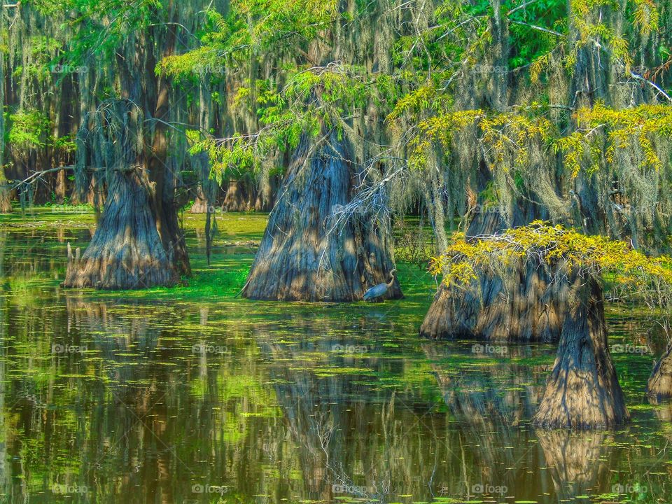 Scenic view of swamp in lake