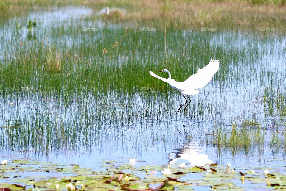 Landing gear is on. Super cool and calm bird at wildlife refuge in Florida! They eat warms, fish, frogs and certain plants all day! 