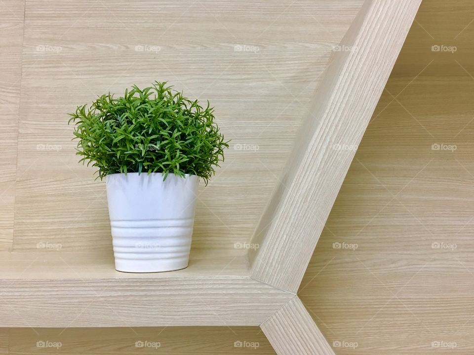 Plant on shelf 