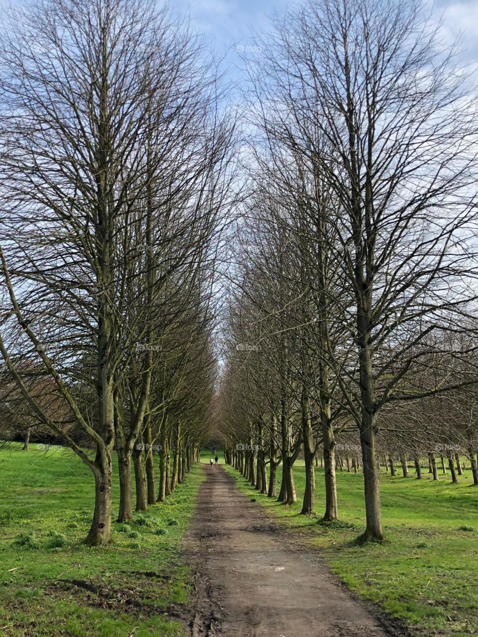 Tree lined avenue in a country park, in harmony with nature