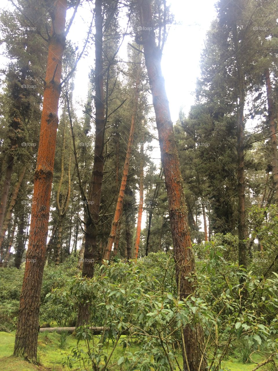 Bosque en día de lluvia 