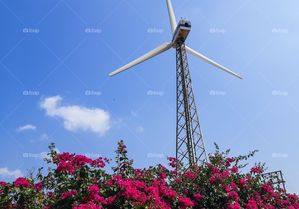 Majenta Flowers View behind a Wind Mill