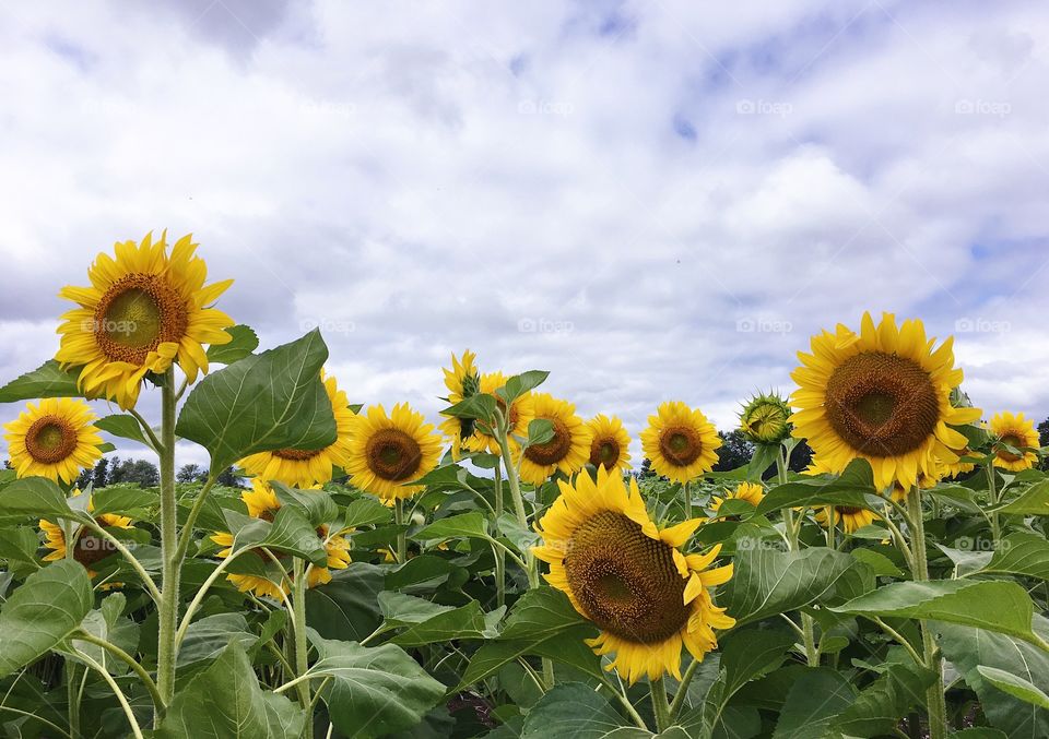 Sunflowers reach for the summer sky. 