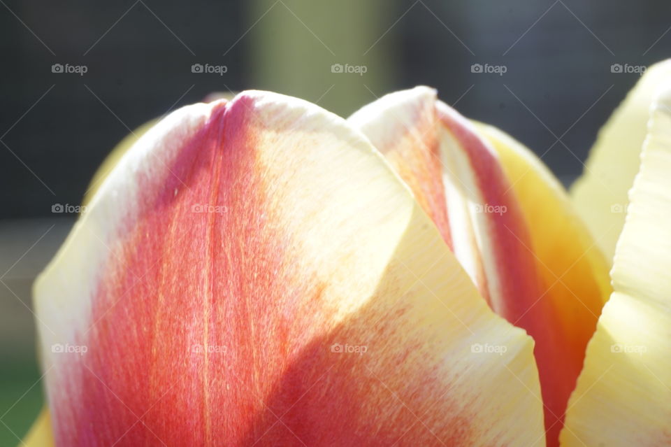 Tulip Close-Up