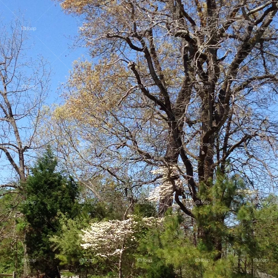 Trees