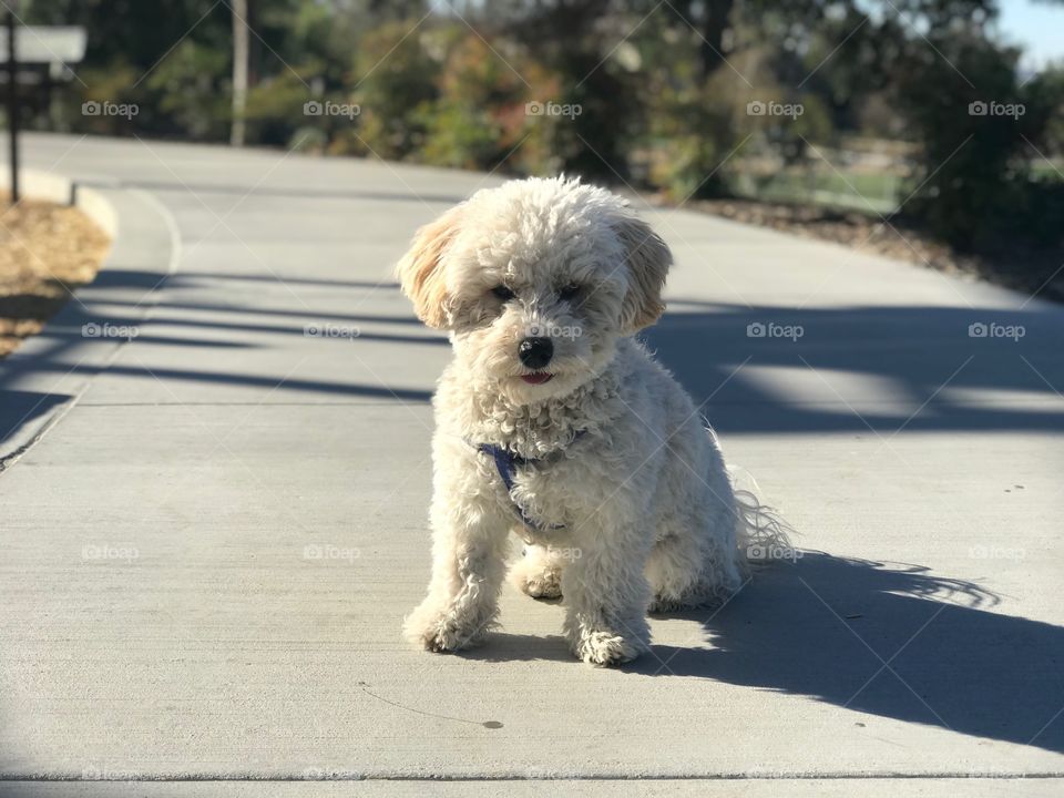 Cockapoo Puppy