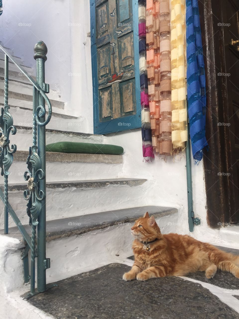 Cat resting on stairs under colourful scarves