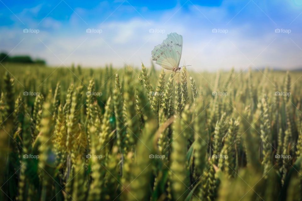 Butterfly on corn