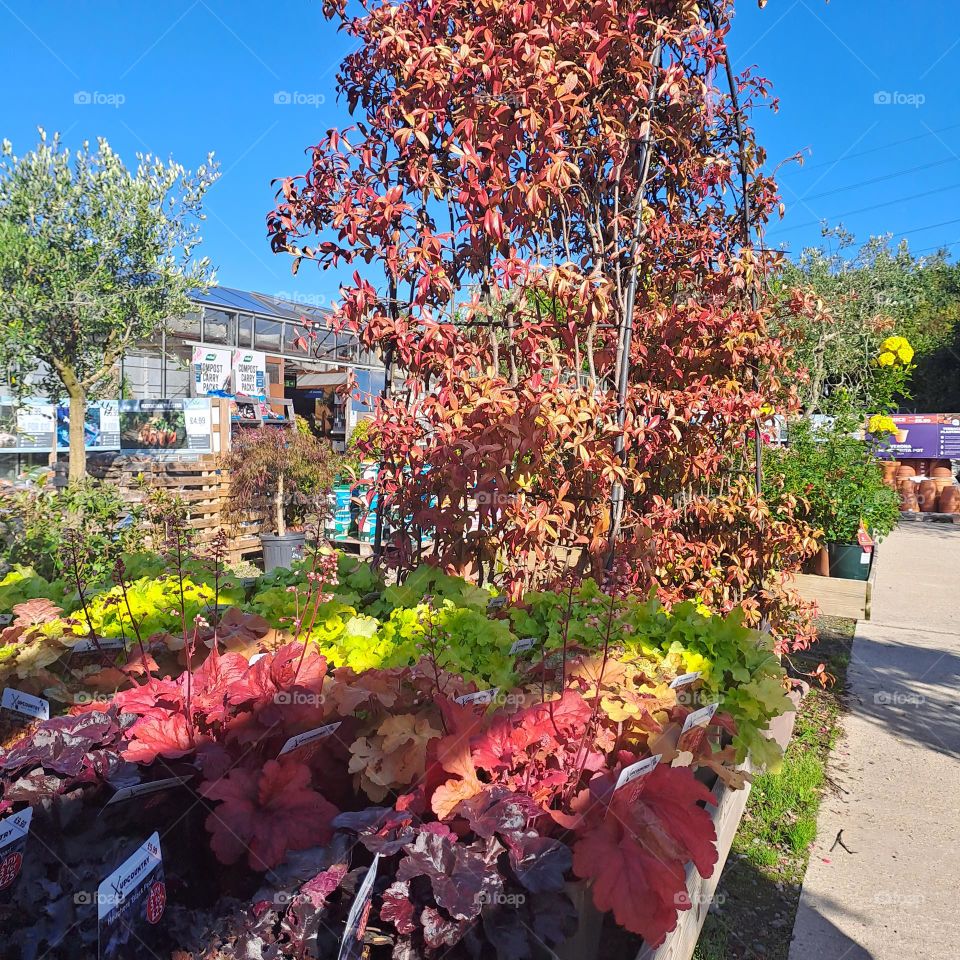 rows of plants in UK. Early autumn colours in a garden centre.shadows tree blue sky