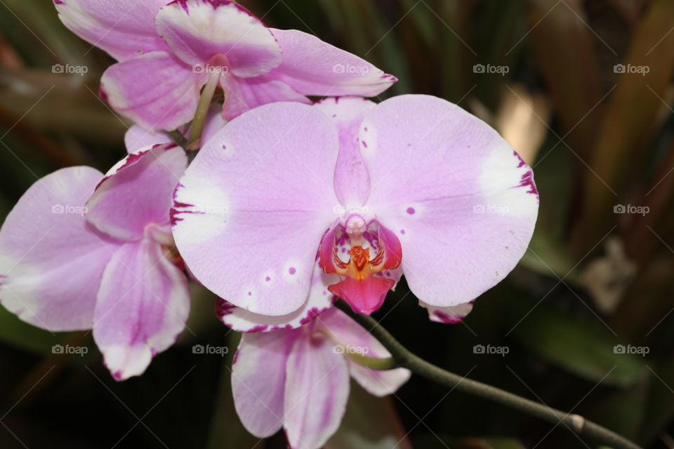 Exotic lavender orchids 