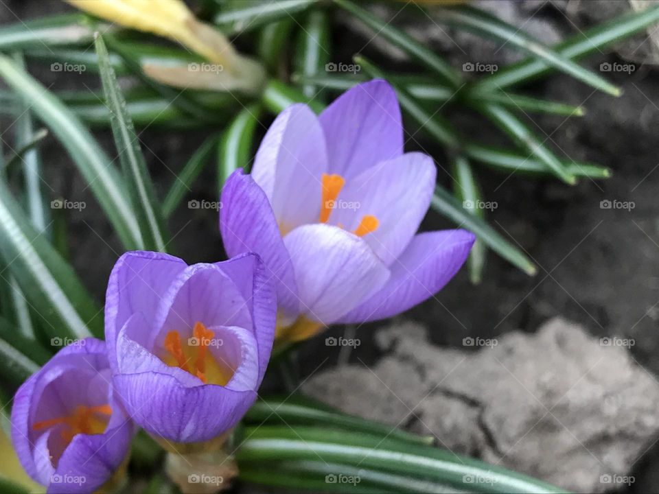 Purple flowers