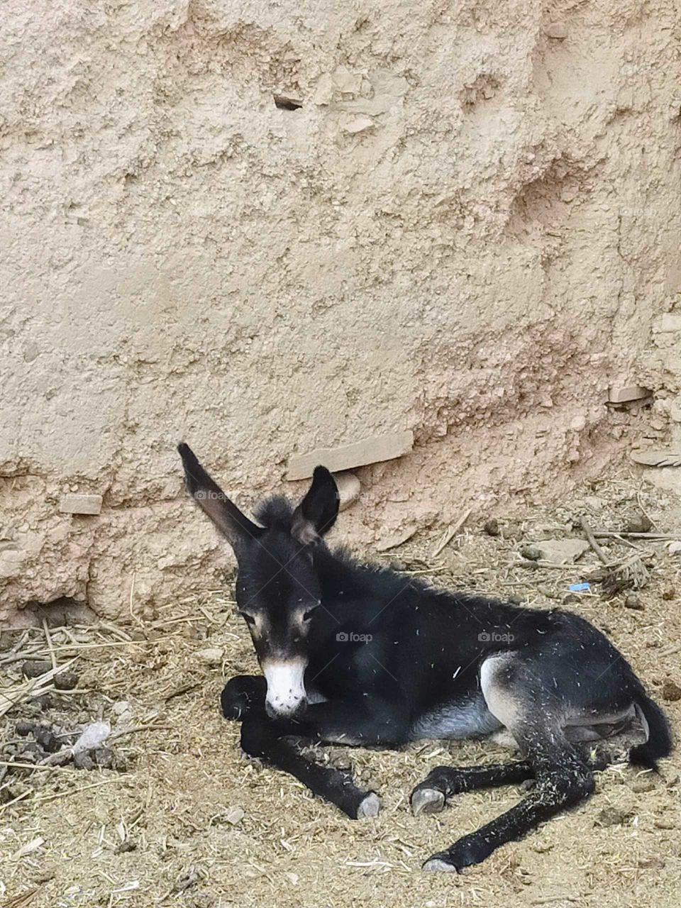 A small donkey waiting for its mother to come ...the photo taken in Asrir ,a village in the region of Goulimine, Morocco