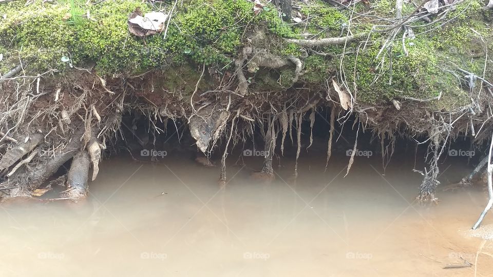 Water, Nature, Tropical, Tree, No Person