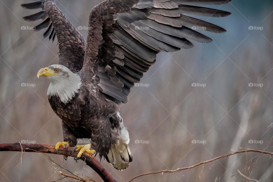 Eagle ready for take off