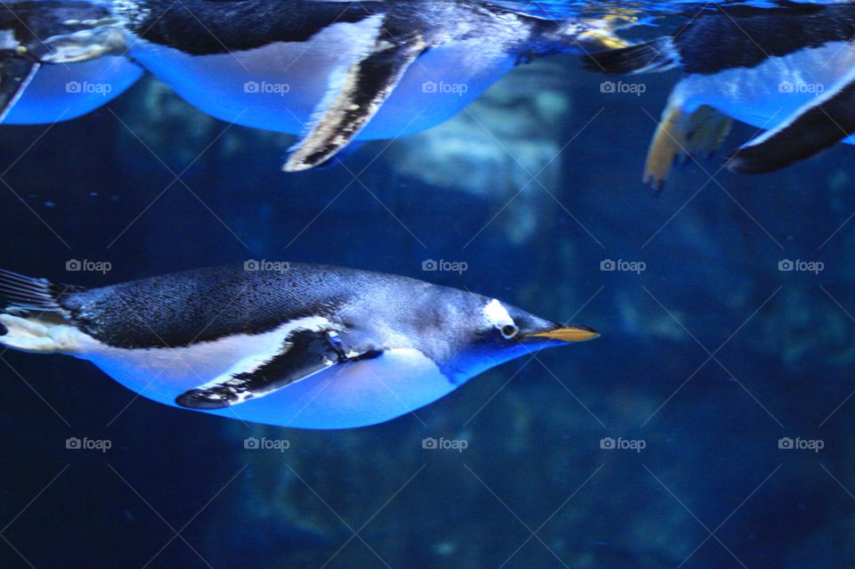 Penguins