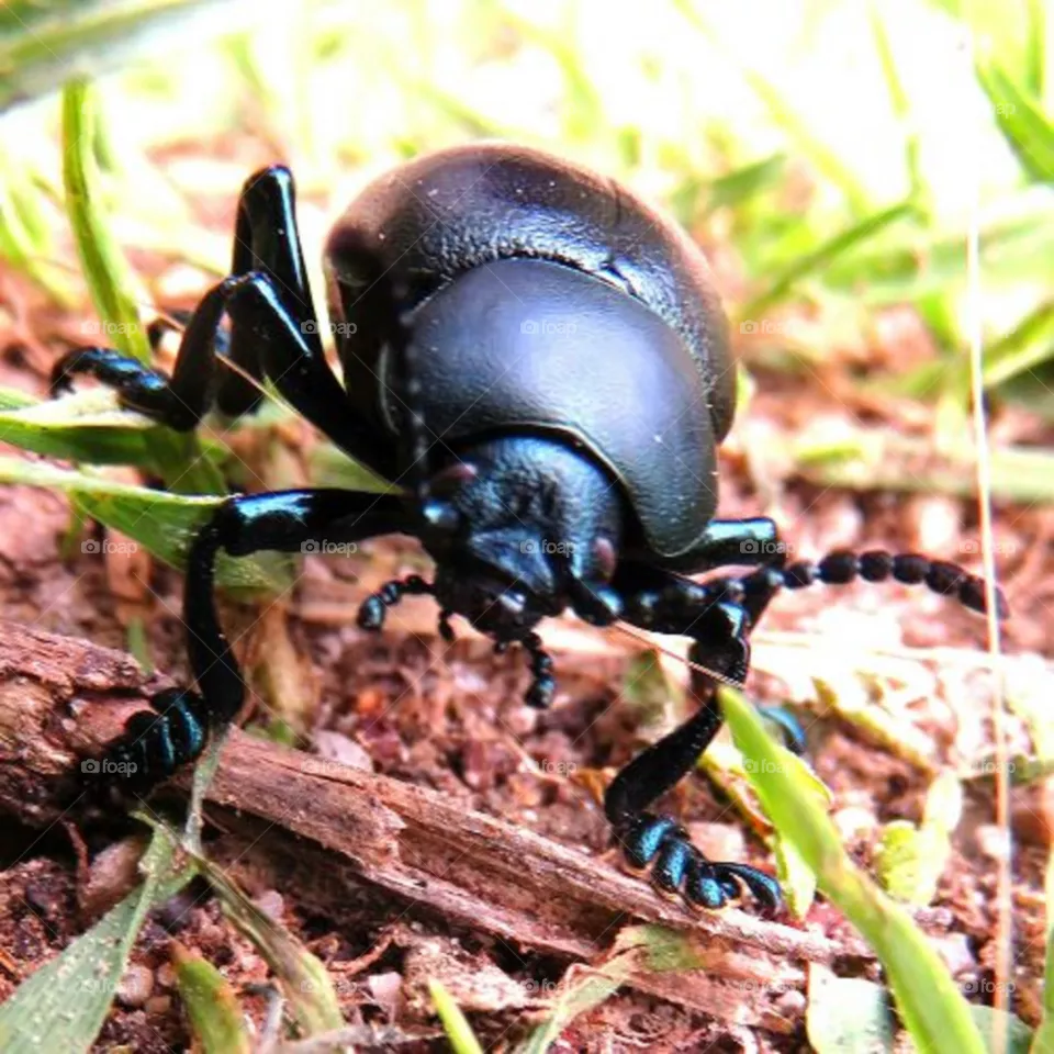 Beetle