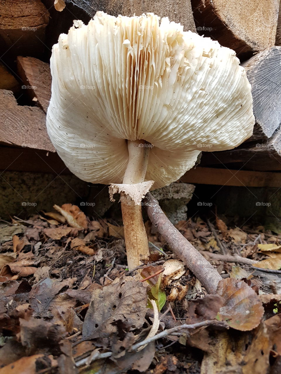 Pilz im Herbst