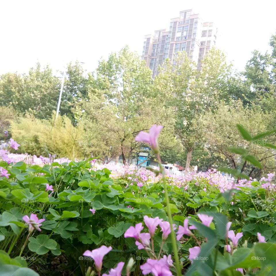 Cakrawala bunga/زهرة الأفق/Flower horizon/花草视界