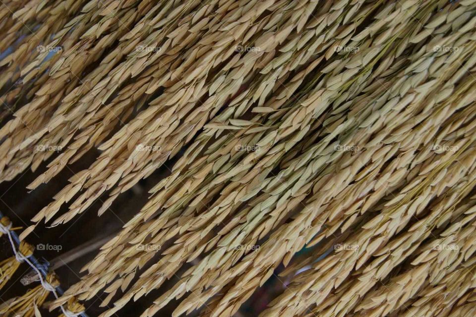 Rice in pattern.