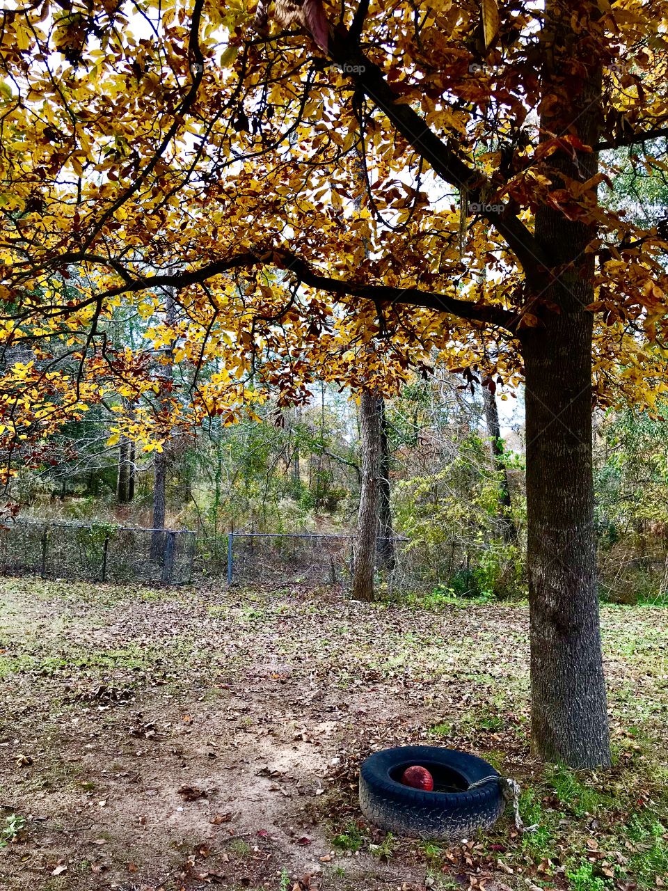 Autumn Leaves and Grounded Tire Swing
