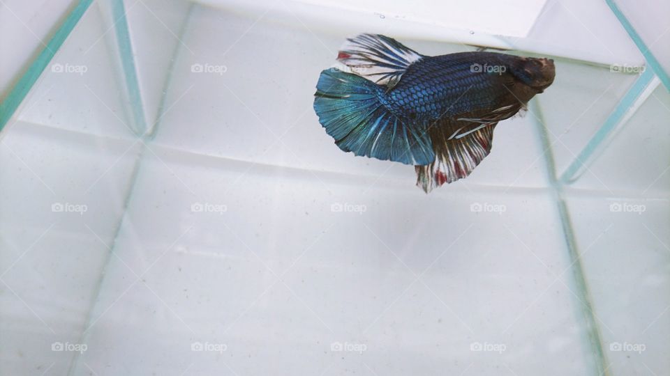 Fighting fish and his whole world