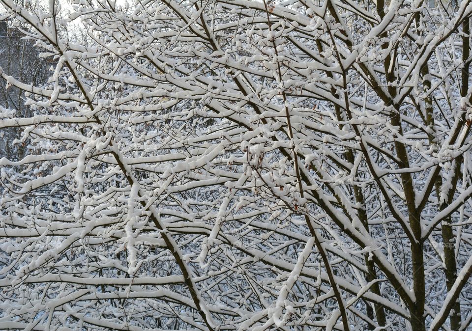 Frost, Winter, Frosty, Desktop, Snow