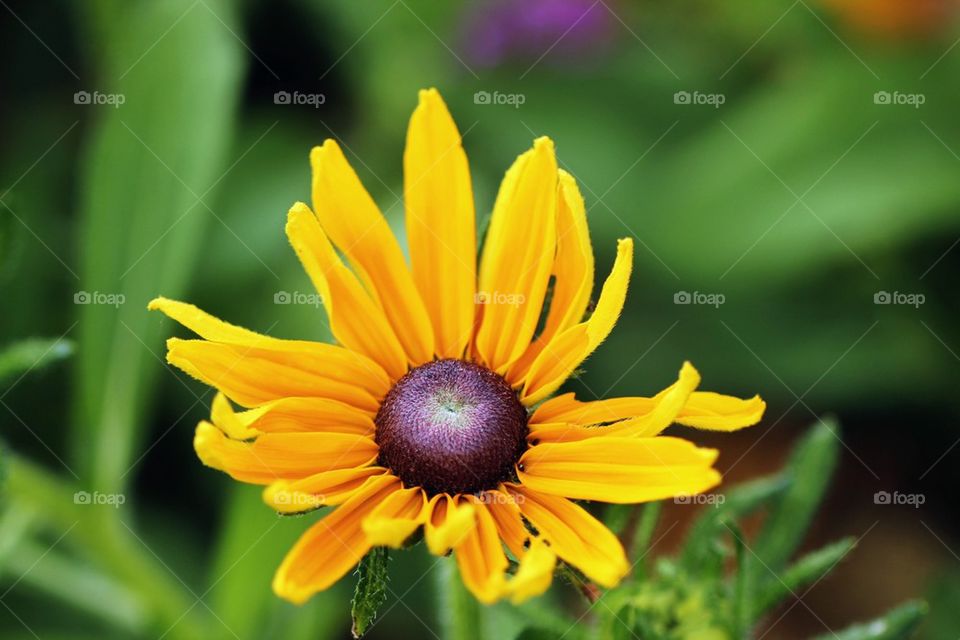 Yellow flower