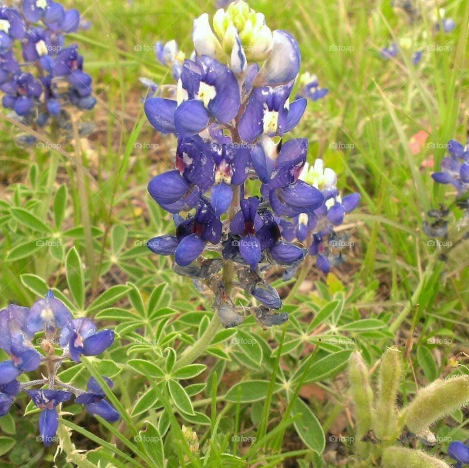 state flower of texas