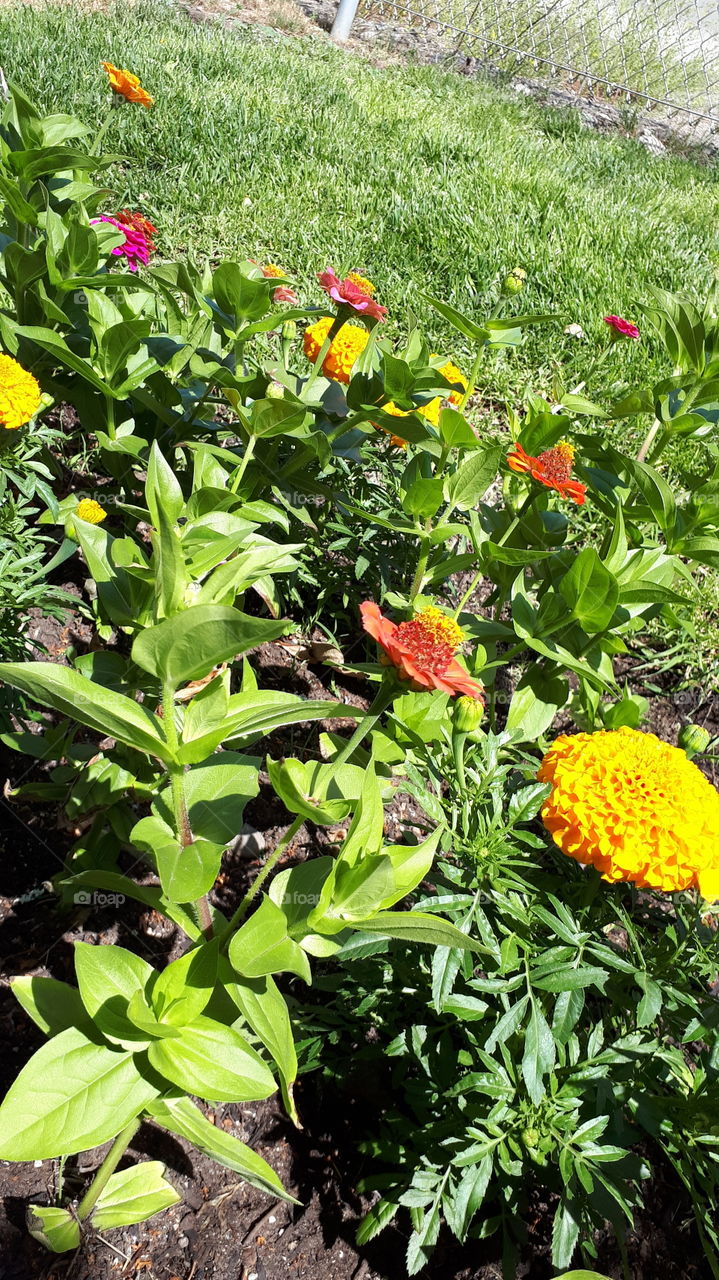 Marigolds in Grass with Sun