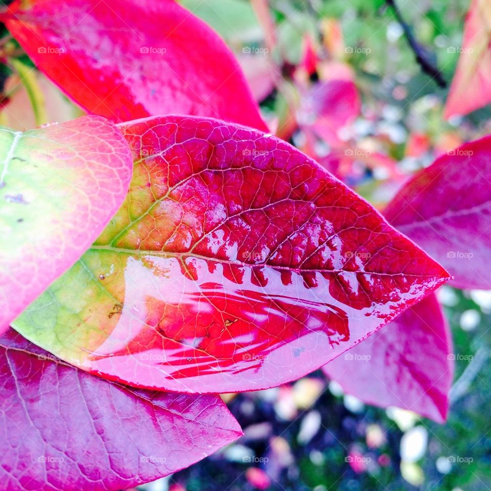 Close-up of autumn leaf