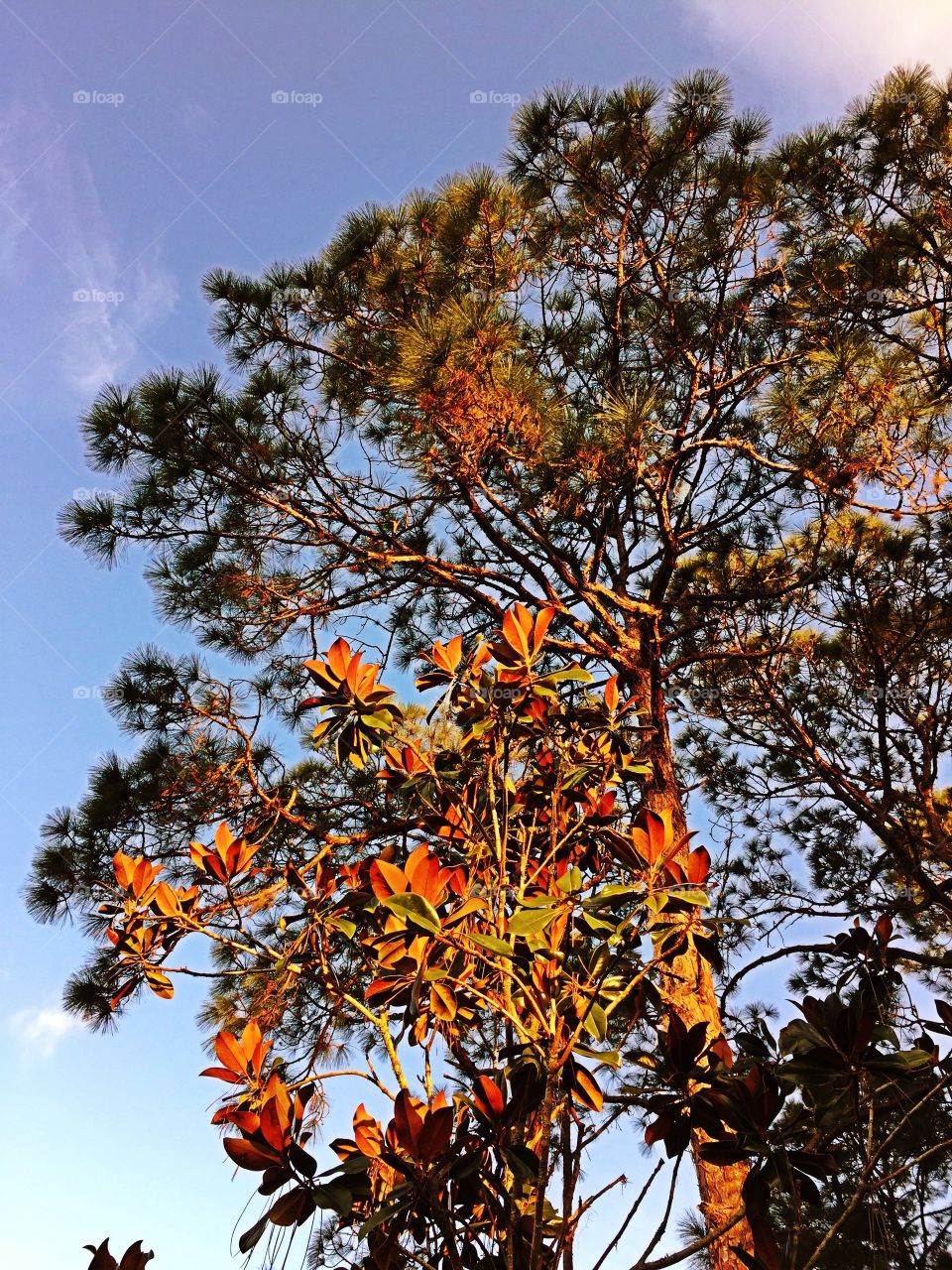 Trees. Trees
In the golden hour