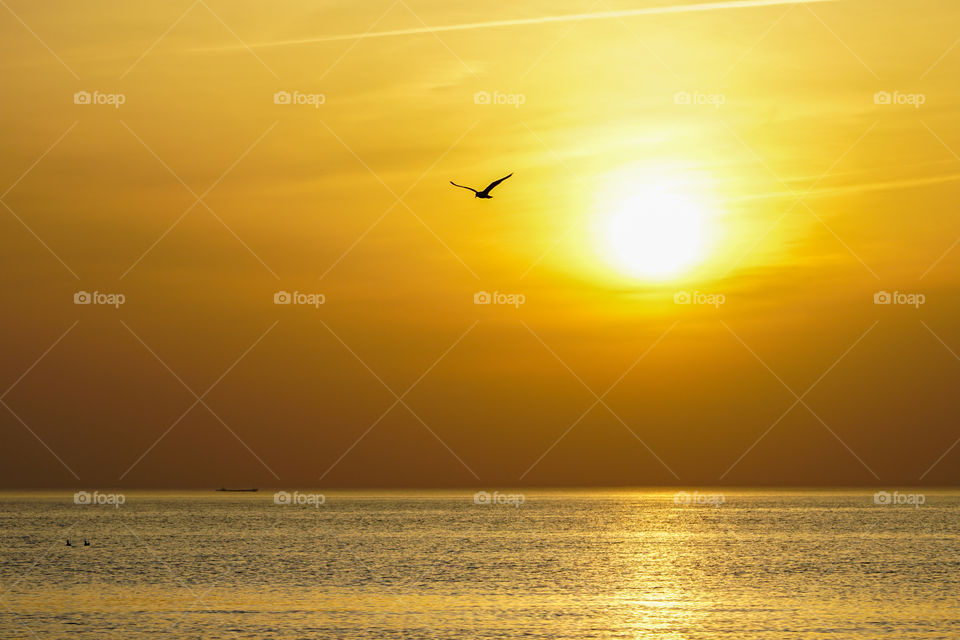 silhouette of flying bird on beautiful sea sunset
