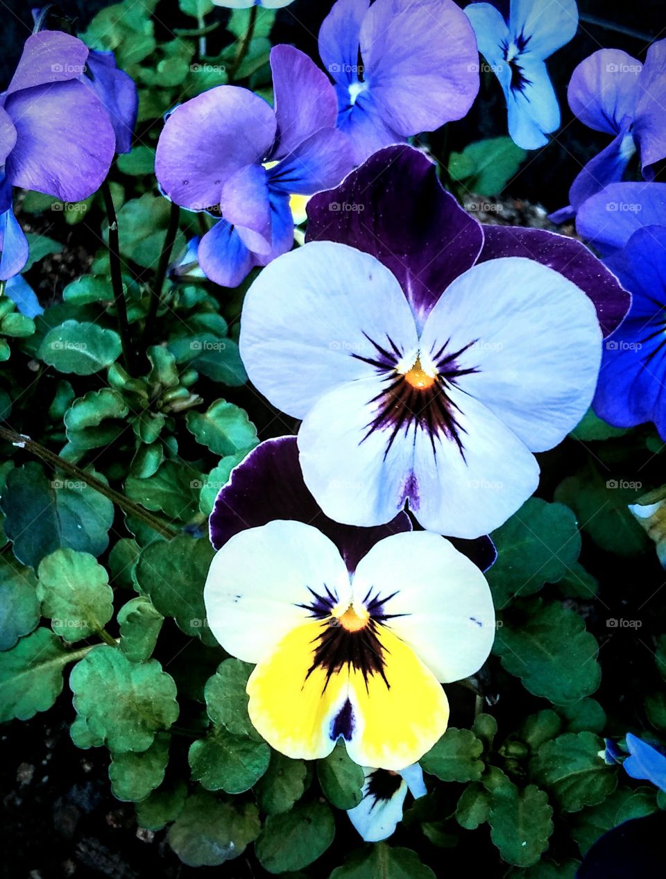 Bright Violas