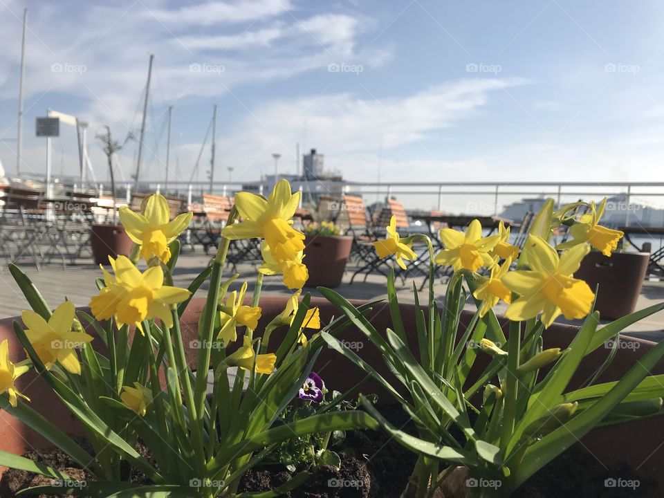 Ester flower which is symbol of greeting Ester in Norway. 