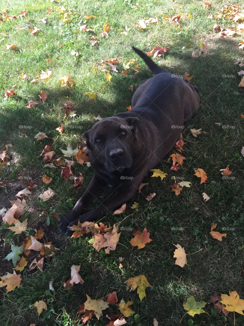 No Person, Dog, Mammal, Outdoors, One
