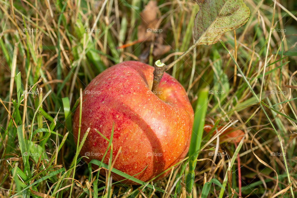 apple in grass