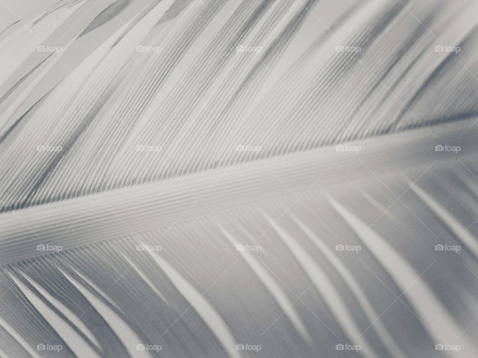 Close-up of white feather