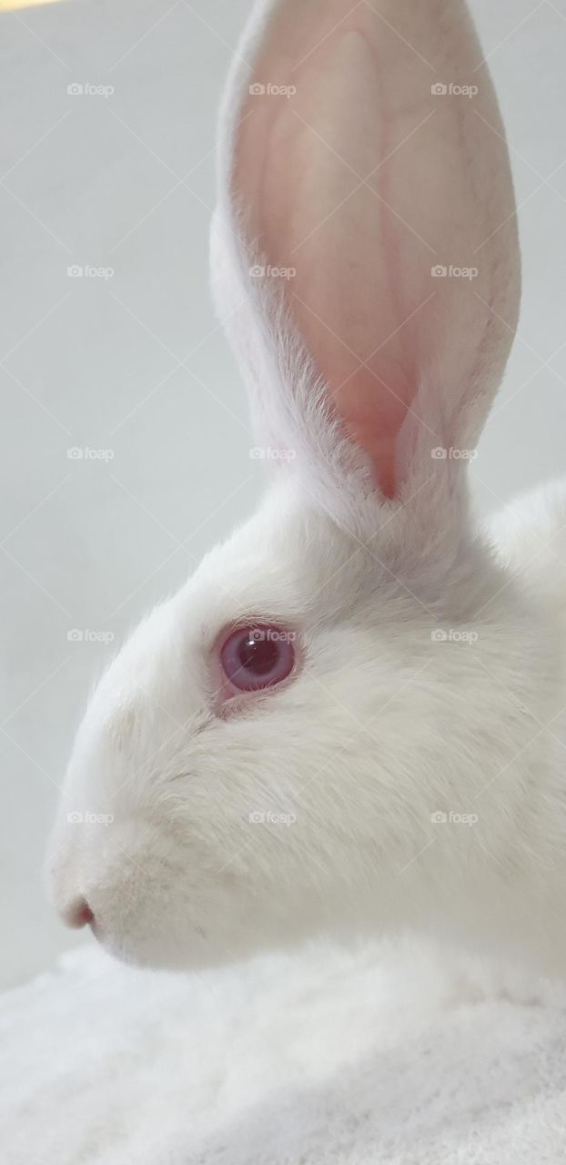 Beautiful rabbits, nose comica red eyes, gray and white snow, delicate, curious, big and long, very curious and funny ears