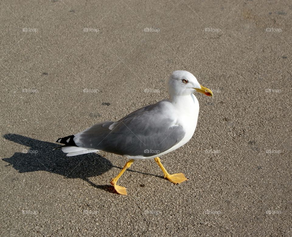 Seagull / a gull walks down the street