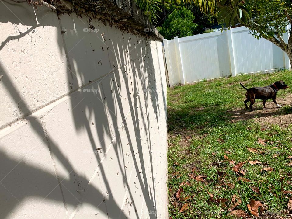 Shadows On The Fence Wall From The Trees In The Evening While The Dog Is Excited Finding Live Creatures In The Tree.