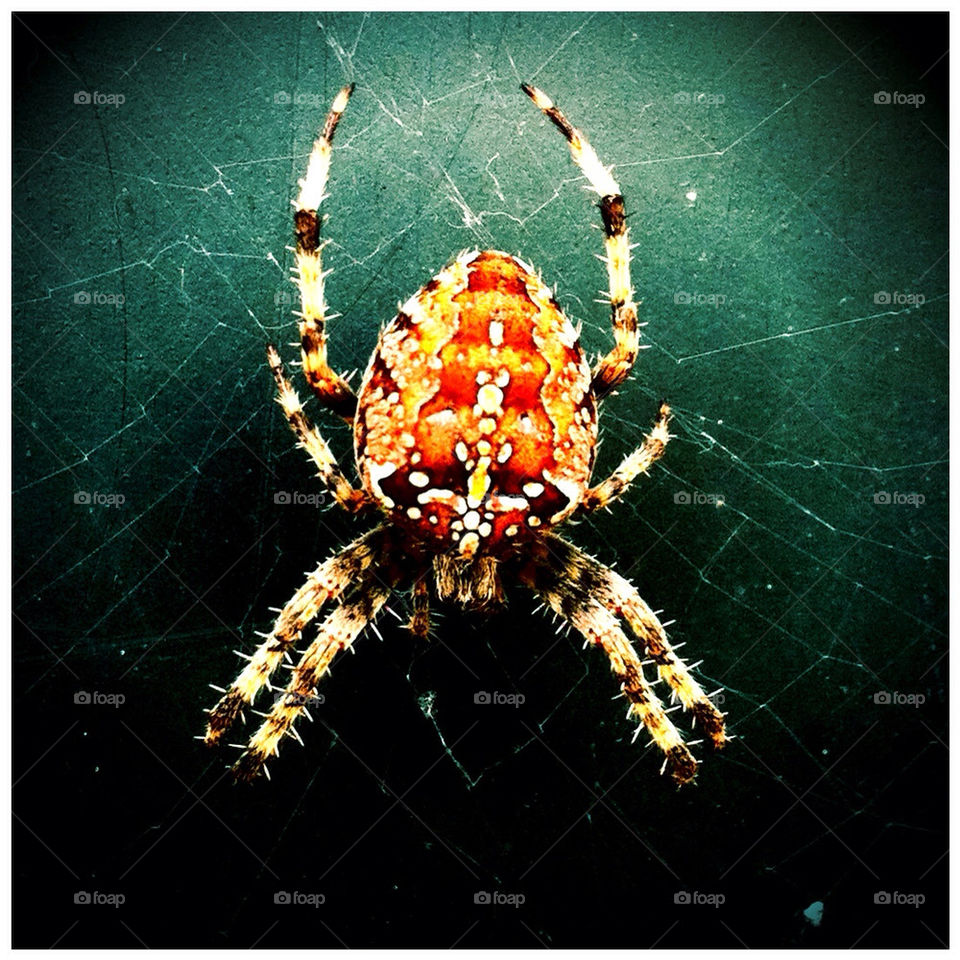 green orange web spider by geebee
